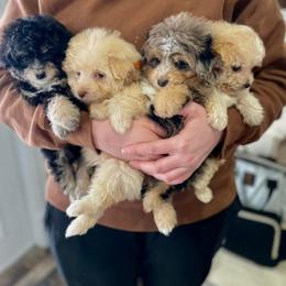 Aussiedoodle and Miniature Schnauzer Puppies from Southern Paws Kennels