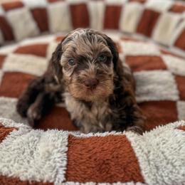 Blue Jay - Merle male Goldendoodle puppy in Cleveland, Tennessee from Liberty Creek Farms