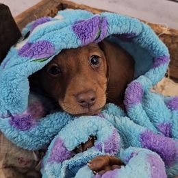 Dachshunds and French Bulldogs from Brooklyn Beefcakes