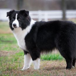 Magic - Miniature Australian Shepherd