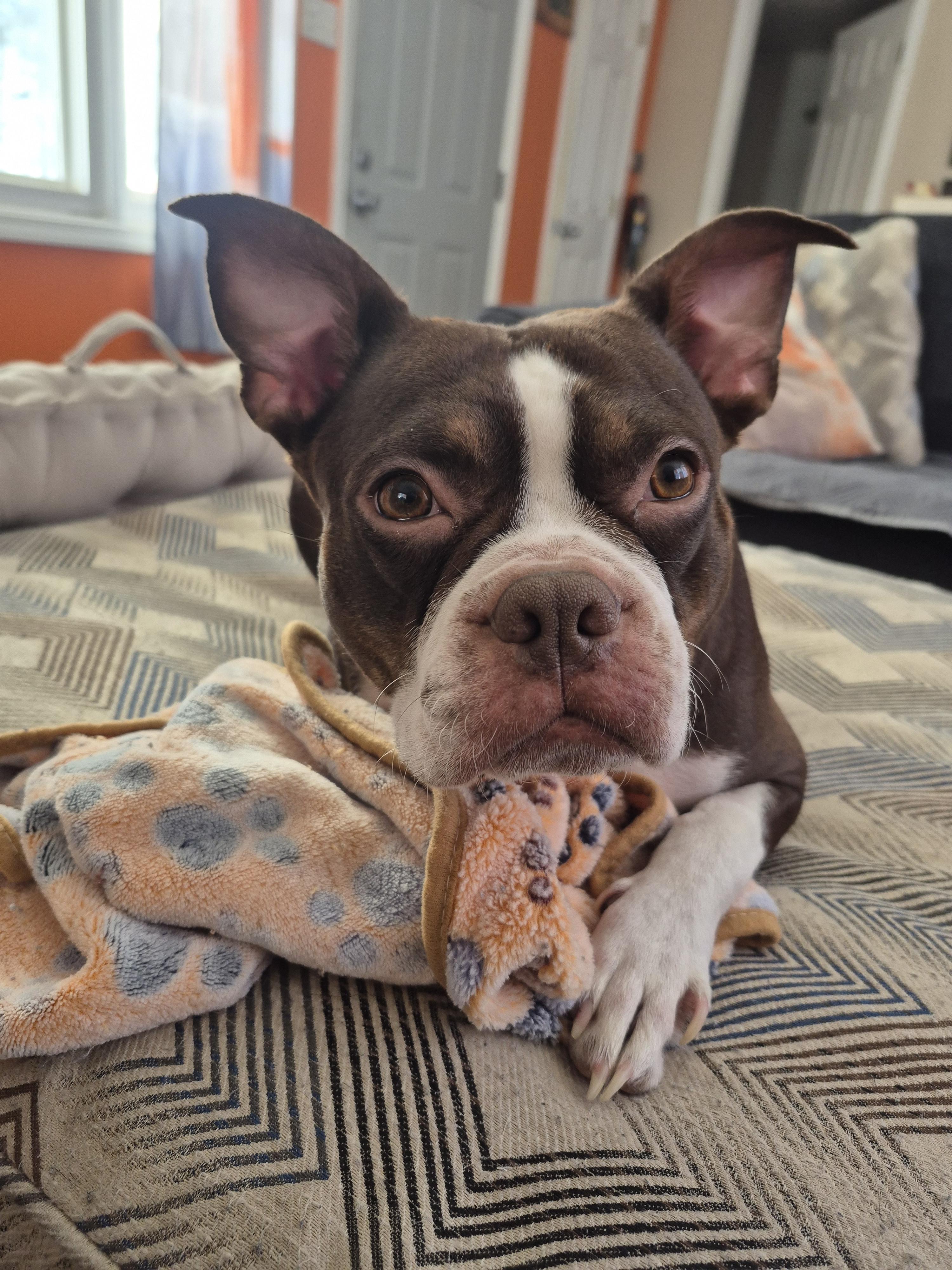 Nice Terriers Broadus Boston Terriers in Indiana | Boston Terrier puppies | Good Dog