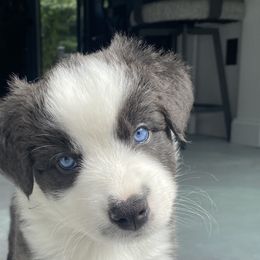 platypus - Black & white Australian Shepherd puppy in Palmer, Massachusetts from Lil' Blue Blessings