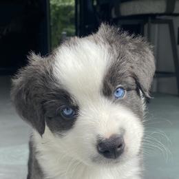 platypus - Black & white Australian Shepherd puppy in Palmer, Massachusetts from Lil' Blue Blessings
