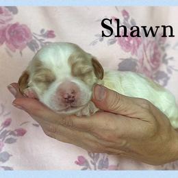 Shawn - Apricot male Australian Labradoodle puppy in Gladstone, Oregon from Beaver State Labradoodles