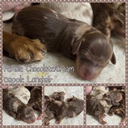 Puppy 5 - Dapple female Dachshund puppy in Fayetteville, West Virginia from Loop Creek Dachshunds