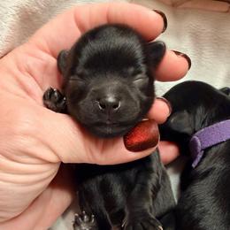 Cheer - Black female Yorkipoo puppy in Cameron, South Carolina from Sassy Sailor & Company