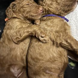 Goldendoodle Puppies from Zany Doodlez