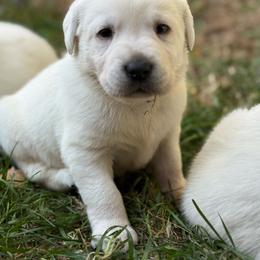 Mille Laca- tan  collar - Yellow female Labrador Retriever puppy in Isanti, Minnesota from Four Corners Family Labs
