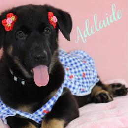 Adelaide - Black and cream female German Shepherd puppy in De Land, Florida from 3B’s Animal Artistry