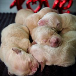 Third Pick - Golden female Golden Retriever puppy in Mc Arthur, California from California Golden Love