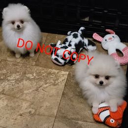 Pomeranian puppies from Forever Pomeranians