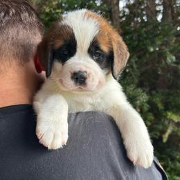 Pink Collar - Brown and white male Saint Bernard puppy in New York from Johnson Farms