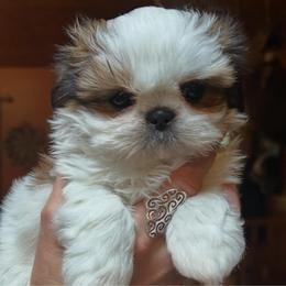 Arabella - Tricolor female Shih Tzu puppy in Nekoosa, Wisconsin from Brox Acres House of Fur LLC