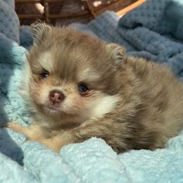 Hugo - Chocolate merle male Pomeranian puppy in Newport Beach, California from Exotic City Pomeranians and chihuahuas
