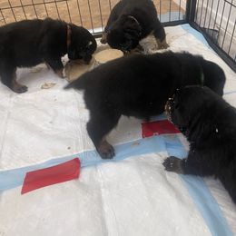 Rottweiler Puppies from GrowlHausRotts