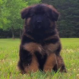 Champagne Collar - Female - Black and red female German Shepherd puppy in Charlotte, North Carolina from Zuflucht K9s