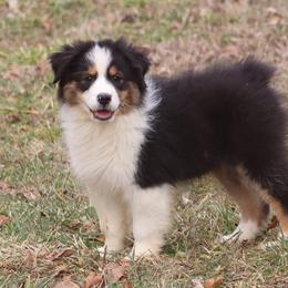 Arrow - Black tri-color female Australian Shepherd puppy in Mount Sterling, Ohio from Northern Lights Working Dogs