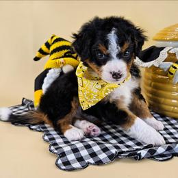 Snuggle Bug - Tri-color male Bernedoodle puppy in Mckinney, Texas from M2 Bernedoodles