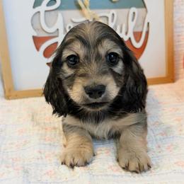 Rosie - Cream female Dachshund puppy in Sylvania, Alabama from Yancey’s Doxies