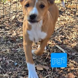 P girl 1 - Red and white female Basenji puppy in Caldwell, Texas from Candyce Witte