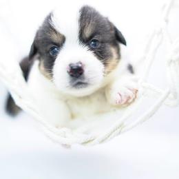 Raymon - Black and tan male Pembroke Welsh Corgi puppy in Vacaville, California from Hope_4thebay_Corgis