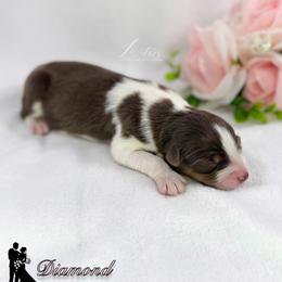 Diamond - Red tri-color female Australian Shepherd puppy in Jonesborough, Tennessee from Lotus Australian Shepherds