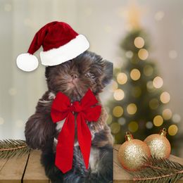 Girl 1 - Chocolate female Shih Tzu puppy in Olive Branch, Mississippi from K&T FURBABIES