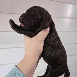 Sprout - male Newfypoo puppy in Mckenzie, Tennessee from Small Town Doodles & Poodles