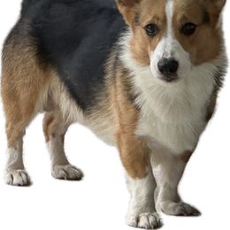 Monty - Pembroke Welsh Corgi