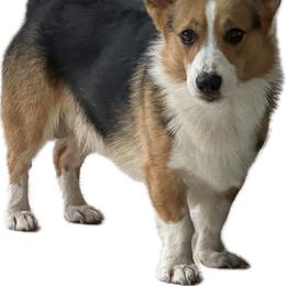 Monty - Pembroke Welsh Corgi