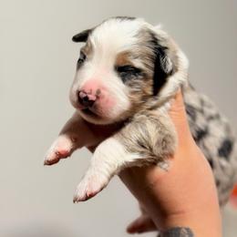 Blues AKC - Blue merle male Australian Shepherd puppy in Polk City, Florida from Skaky Shepherds
