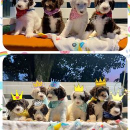 Sheepadoodle Puppies from Pawsome Doodle Haven