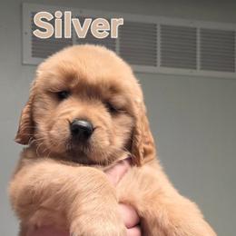 Silver - Golden female Golden Retriever puppy in Taylor Ridge, Illinois from Salata Goldens