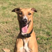 Lurchers from MC Lurchers