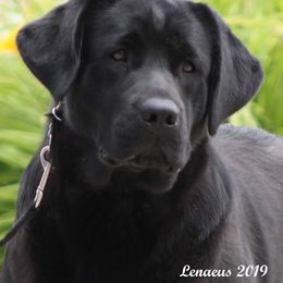 BEA - Labrador Retriever