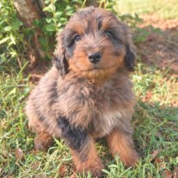 Mr. Tumnus - Brown male Bernedoodle puppy in Travelers Rest, South Carolina from Bernedoodle.do