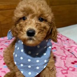 Paisley - Apricot female Goldendoodle puppy in Centralia, Missouri from Oodles Of Doodles Mo.