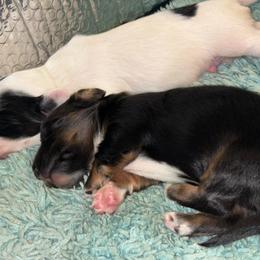 Denny - Black and cream male Dachshund puppy in Chelsea, Oklahoma from Renee's Dachshund's