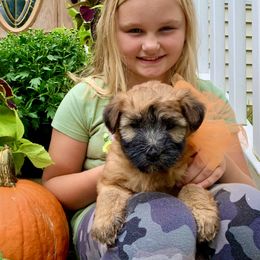 Soft Coated Wheaten Terrier Puppies from Wildfire Ridge Inc