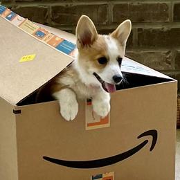 "Special Delivery!" Pembroke Welsh Corgi Puppies from Pembroke Welsh Corgis at Belle Haven