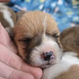 Boy2 - Red male Pembroke Welsh Corgi puppy in Columbus, Ohio from Rose Water Corgis in Ohio