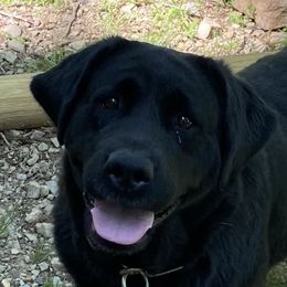 Simmie  - Labrador Retriever