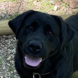 Simmie  - Labrador Retriever