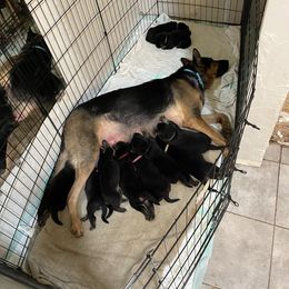 German Shepherd Puppies from Dady Shepherds