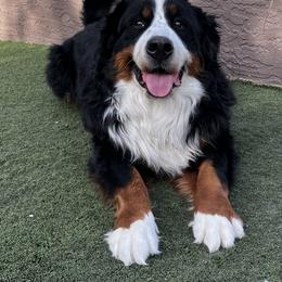 Bernese Mountain Dog All Grown Up from Copper Star Bernese Mountain Dogs