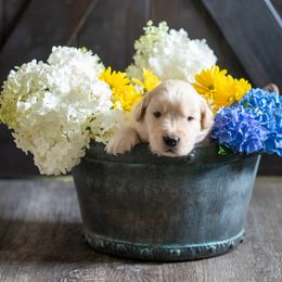 Boy 1 - Golden Retriever puppy in Franklin County, North Carolina from Cedar Bend Goldens