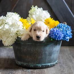 Boy 1 - Golden Retriever puppy in Franklin County, North Carolina from Cedar Bend Goldens