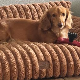 Rosie - Dachshund