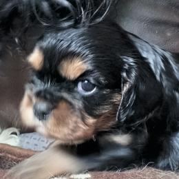 Fudge Brownie - Black and tan female Cavalier King Charles Spaniel puppy in Franklin, North Carolina from Cavaliers of the County Macon