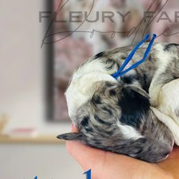 Poodles, Sheepadoodles, and Whoodles from Fleury Farm Doodles TN